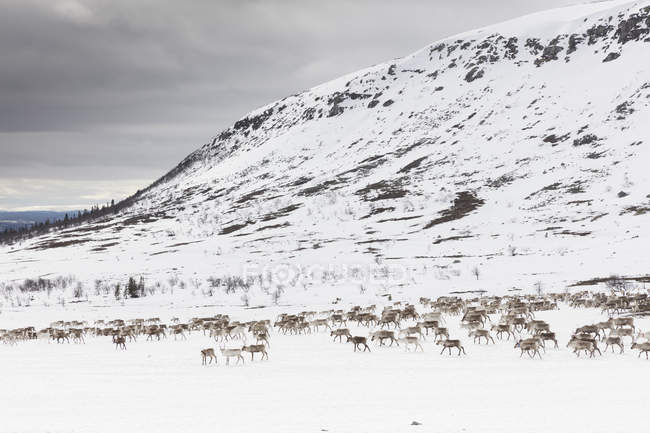 Олені на сніговій галявині в Даларні (Швеція). — стокове фото