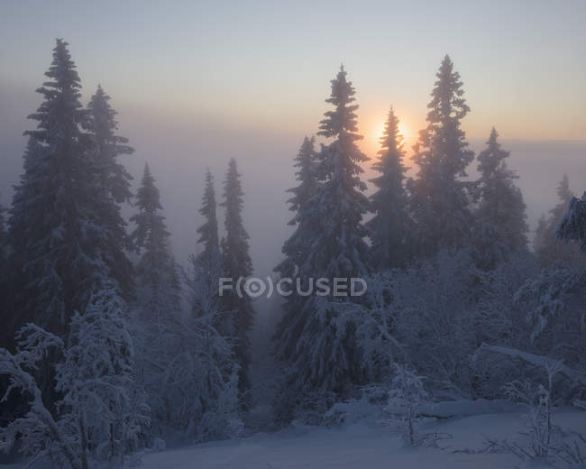 Schneebedeckte Bäume bei Sonnenuntergang — Stockfoto