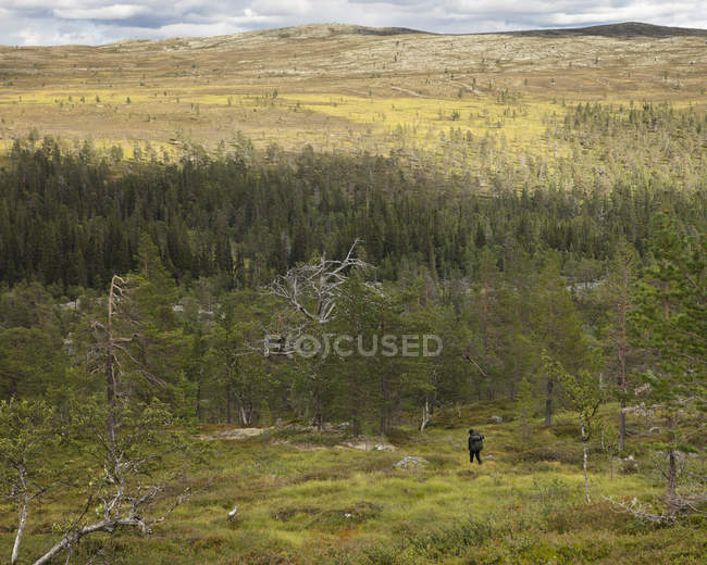 Frau wandert durch den Wald im Fulufjallet Nationalpark, Schweden — Stockfoto
