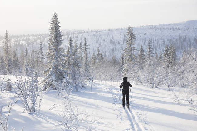 Homem esquiando por árvores cobertas de neve — Fotografia de Stock