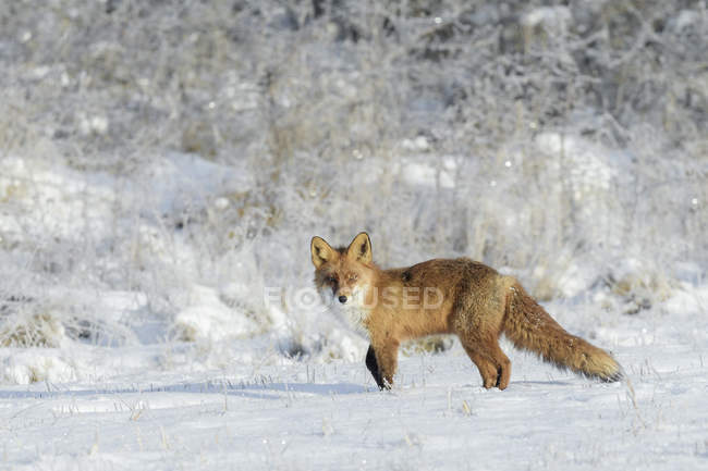 Fuchs auf Schnee, selektiver Fokus — Stockfoto