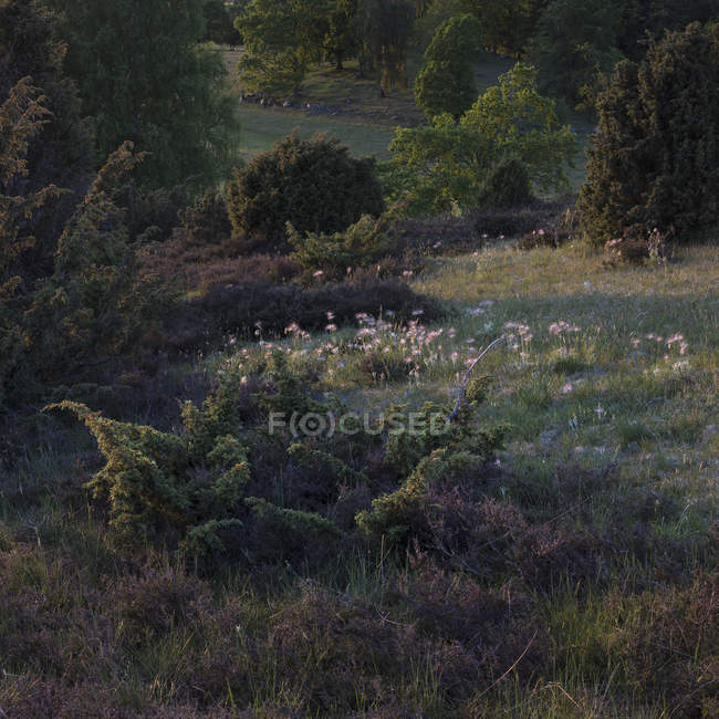 Campo en la Reserva Natural de Drakmollans, Suecia - foto de stock