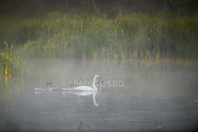 Cygnes siffleurs nageant dans le lac — Photo de stock