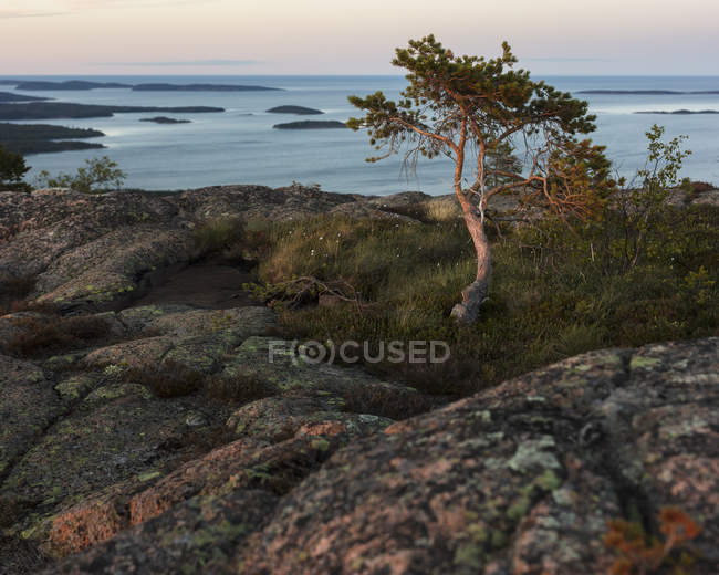 Pins au bord de la mer Baltique dans le parc national de Skuleskogen, Suède — Photo de stock