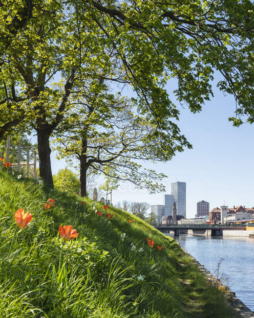 Trees on riverbank in Malmo, Sweden — Stock Photo