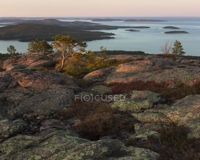 Pins au bord de la mer Baltique dans le parc national de Skuleskogen, Suède — Photo de stock