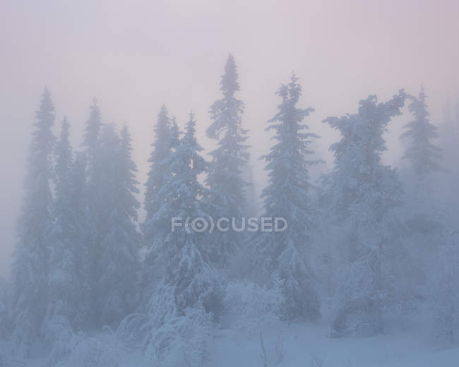 Arbres couverts de neige dans le brouillard, foyer sélectif — Photo de stock