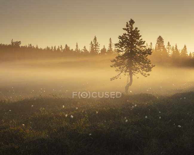 Pine trees at sunset in Koppgangen Nature Reserve, Sweden — Stock Photo