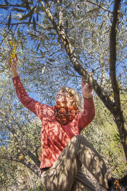 Femme cueillette des olives de l'arbre, mise au point sélective — Photo de stock
