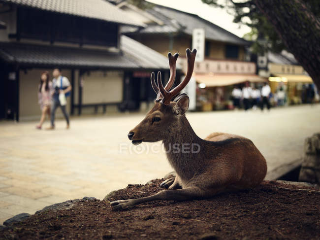 Sika cervo che giace per strada a Nara, Giappone — Foto stock