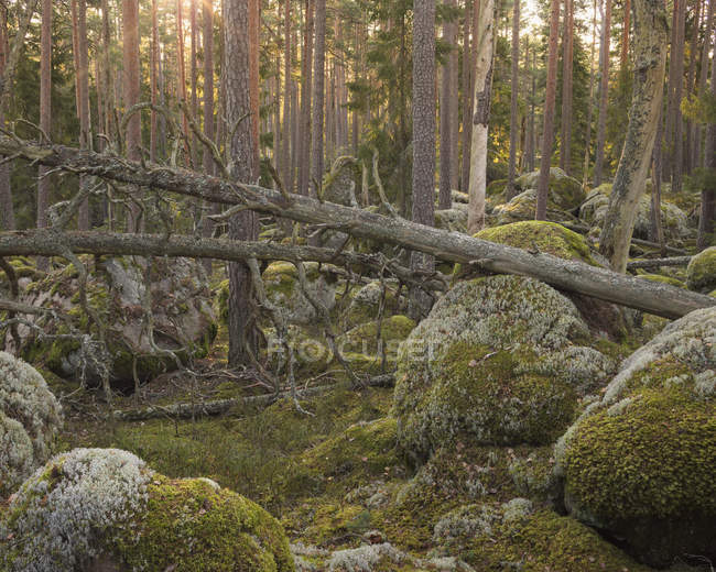 Alberi caduti nella foresta, attenzione selettiva — Foto stock