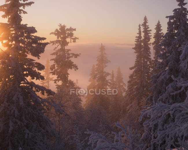 Schneebedeckte Bäume bei Sonnenuntergang, selektiver Fokus — Stockfoto