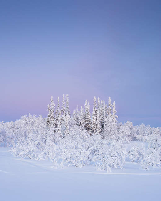 Bäume bei Sonnenuntergang mit Schnee bedeckt — Stockfoto