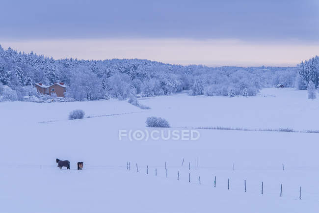 Vue panoramique sur les chevaux dans un champ enneigé — Photo de stock