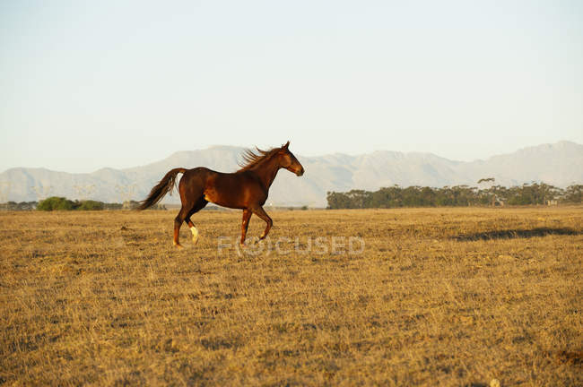 Коричневый конь в поле, избирательный фокус — стоковое фото