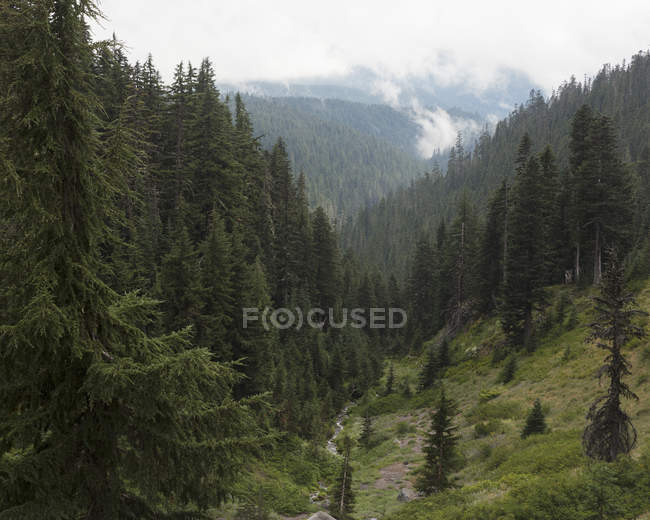 Vista panorâmica da Floresta Nacional Mount Hood em Oregon — Fotografia de Stock
