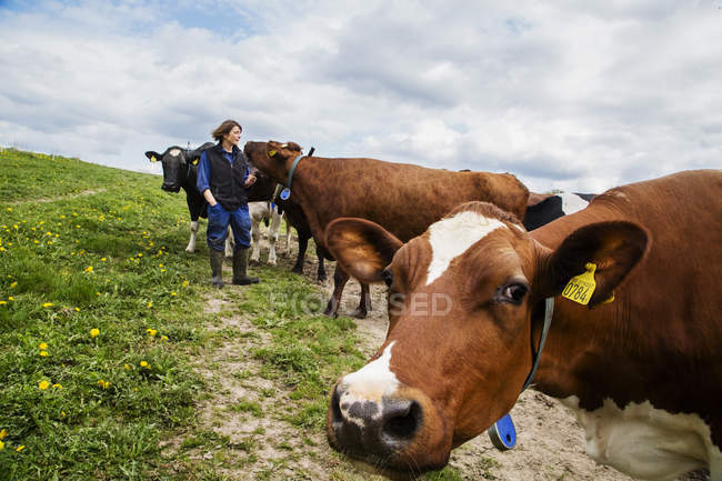 Agricultor con vacas en el campo, enfoque selectivo - foto de stock