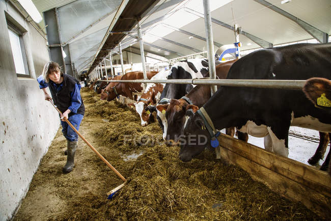 Landwirt fegt Heu für Kühe im Stall — Stockfoto