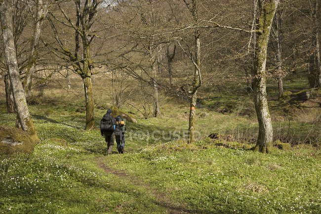 Los hombres senderismo en el bosque, enfoque selectivo - foto de stock