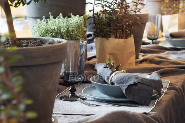 Plants and place setting on dining table — Stock Photo
