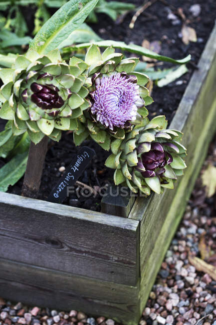 Artichoke in garden in box outdoors — Stock Photo