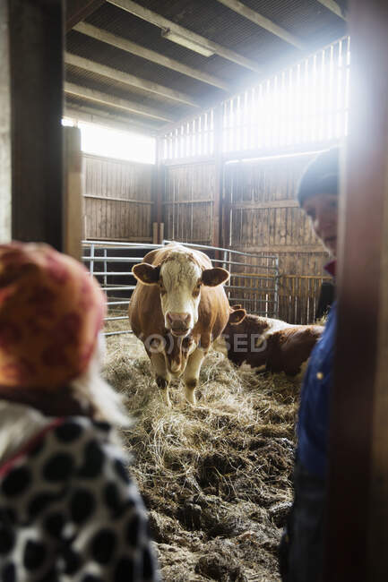 Woman and girl in barn with cow - foto de stock