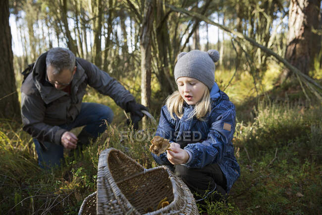 Отец и дочь собирают грибы в лесу — стоковое фото