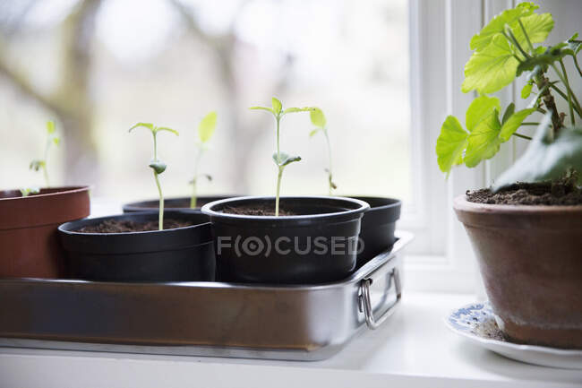 Geranium and sunflower saplings on windowsill — Foto stock