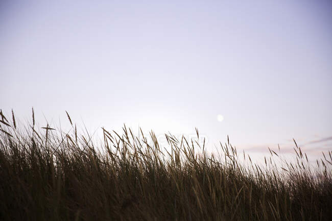 Трава на заході сонця з чистим небом — стокове фото