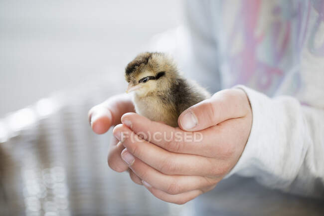 Hands of girl holding chick — Stockfoto