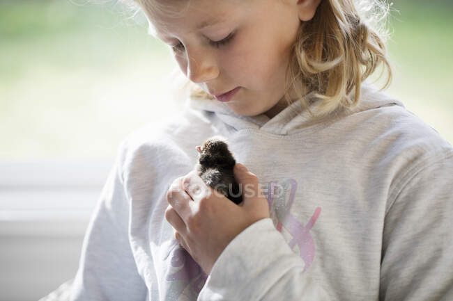 Girl at window holding chick — Fotografia de Stock