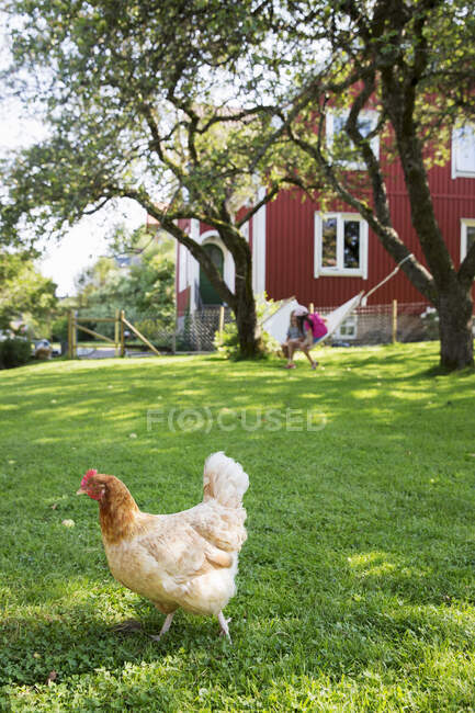 Hen in field in garden — Foto stock