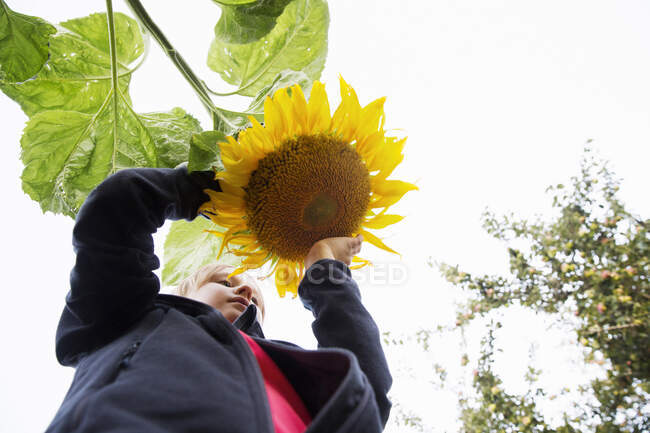 Mädchen hält Sonnenblume unter klarem Himmel — Stockfoto