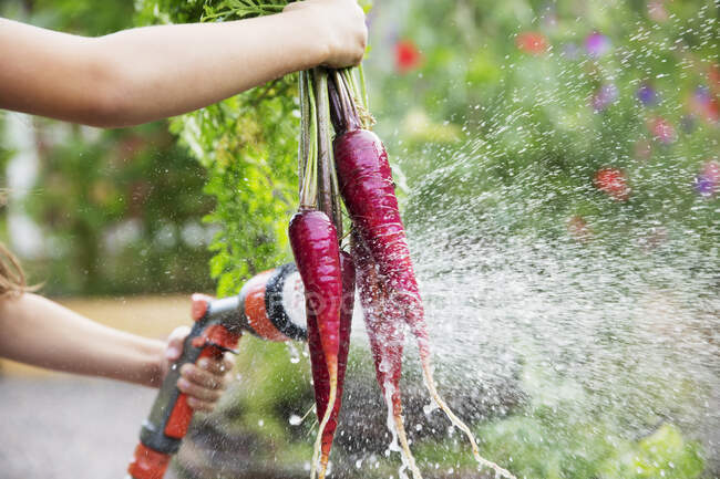 Hands of girl washing purple dragon carrots with hose — Foto stock
