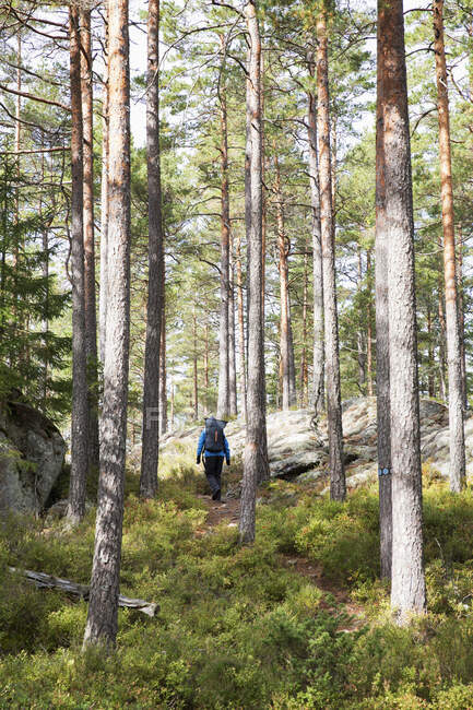 Femme randonnée dans la forêt — Photo de stock