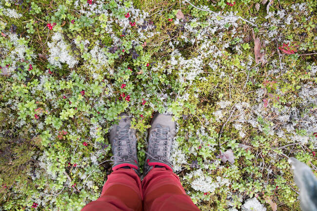 Boots of woman standing by cowberry — Fotografia de Stock