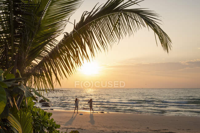 Palm tree and women on beach at sunset — Stockfoto