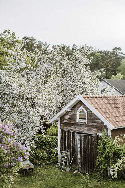 Shed by lilac and honeysuckle trees - foto de stock