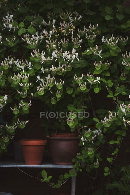 Honeysuckle bush and flower pots — Stock Photo