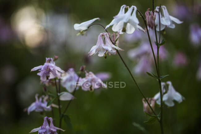 Purple and white columbine flowers — Stock Photo