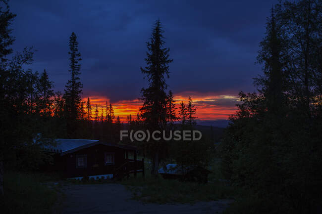 Pine trees at the sunset — Fotografia de Stock