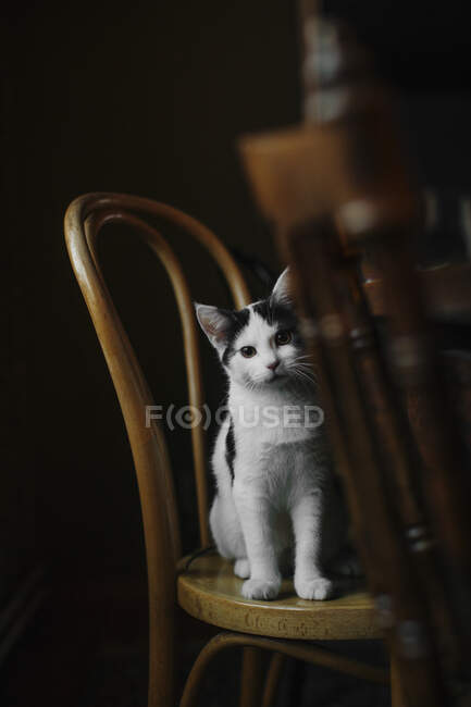 Katze sitzt auf Holzstuhl — Stockfoto