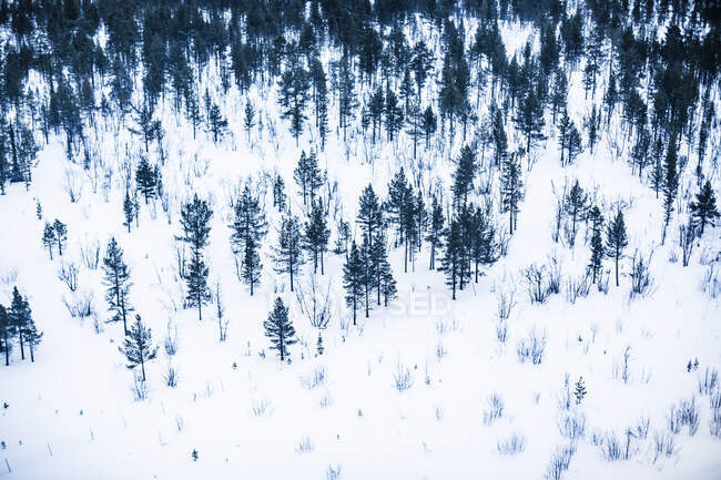 Aerial view of pine forest in snow — Stockfoto