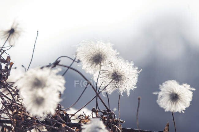 Close up of white flowers — Stock Photo