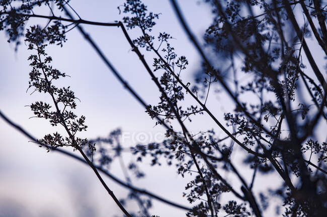 Silhouette of branches at sunset — Stock Photo