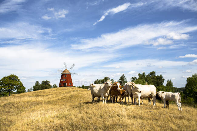 Vacas e moinho de vento na fazenda — Fotografia de Stock