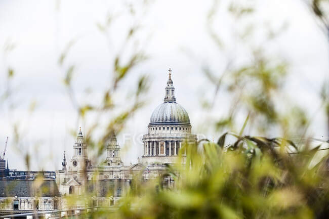 St. Paul's Cathedral behind grass in London, England — Stock Photo