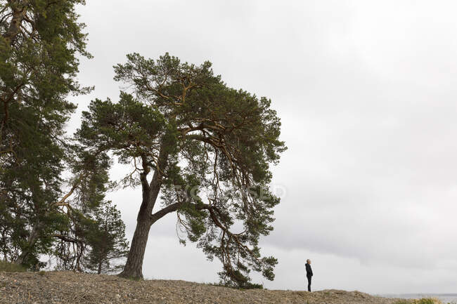 Людина стоїть біля дерев на березі озера Ґлан (Швеція). — стокове фото