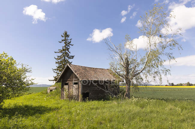 Barn and trees by crop fields — Fotografia de Stock