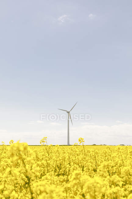 Éolienne par champ de colza — Photo de stock